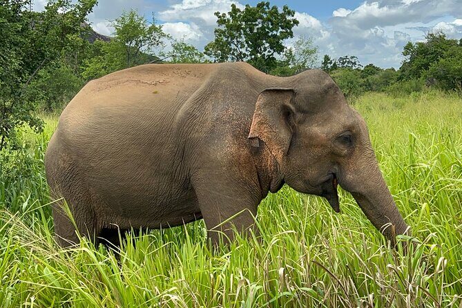 Minneriya National Park Elephant Safari from Sigiriya - Key Points