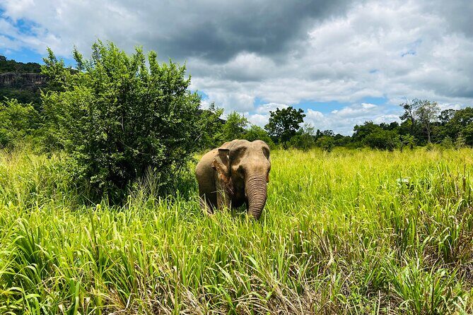 Minneriya National Park Elephant Safari from Sigiriya - FAQ
