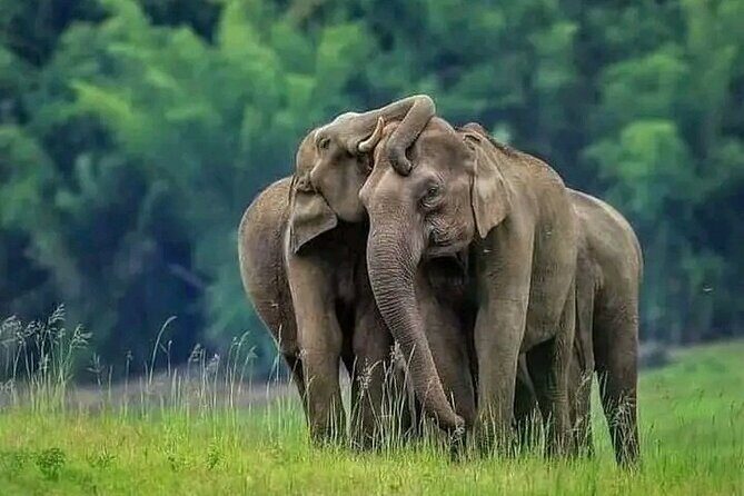 Minneriya National Park Elephant Safari  from Sigiriya - Experience the Best of Sri Lanka’s Wildlife with the Minneriya National Park Elephant Safari from Sigiriya