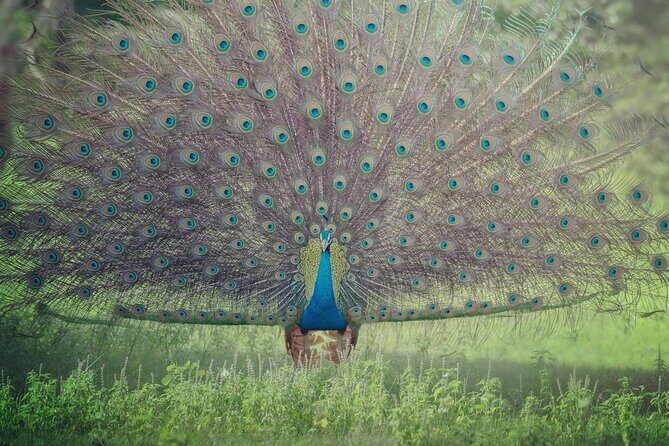 Minneriya National Park Elephant Safari  from Sigiriya - In-Depth Review of the Minneriya National Park Elephant Safari