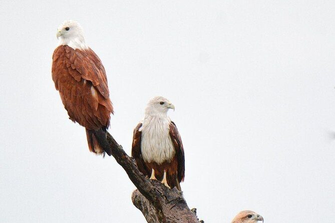 Minneriya National Park Elephant Safari  from Sigiriya - The Sum Up