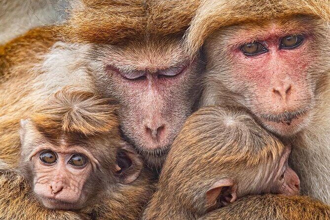 Minneriya National Park Elephant Safari  from Sigiriya - FAQ