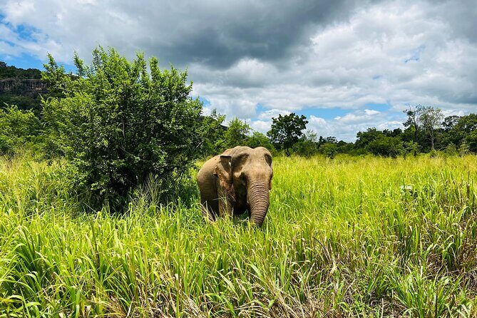 Minneriya National Park Elephant Safari Tour - Key Points