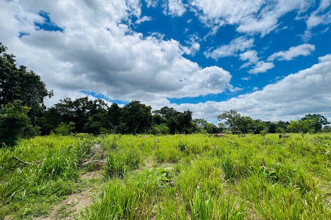 Minneriya National Park Elephant Safari Tour - An In-Depth Look at the Safari Experience