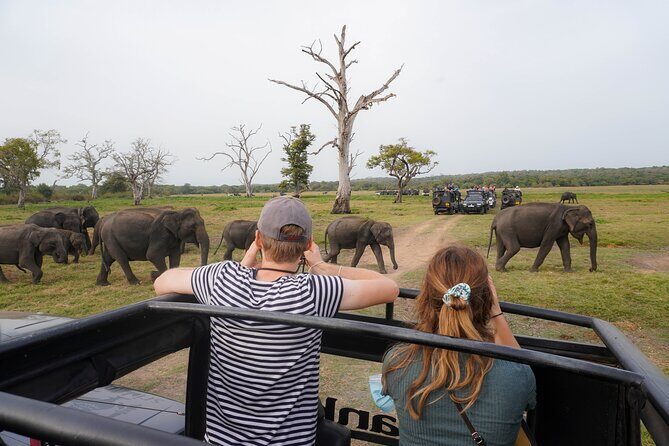 Minneriya National Park Half Day Elephant Safari - Final Thoughts