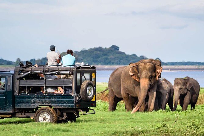 Minneriya National Park Half Day Jeep Safari - Exploring Minneriya National Park: A Natural Marvel