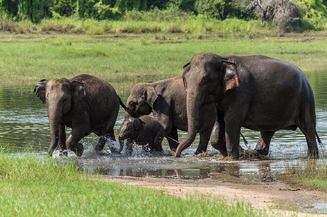 Minneriya National Park Half Day Jeep Safari - What to Expect During the Safari
