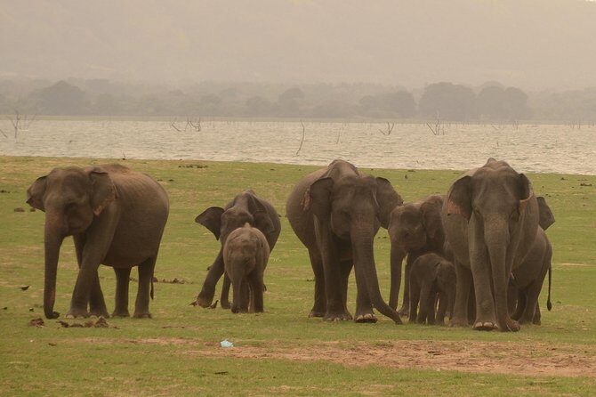 Minneriya National Park Half Day Jeep Safari - Who Should Book This Tour?