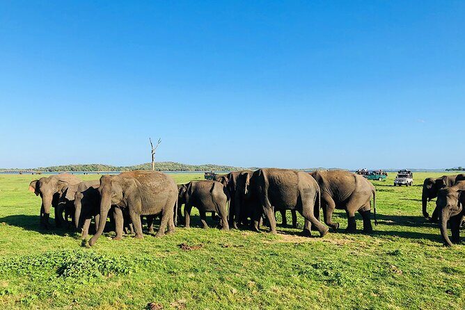 Minneriya National park half day private safari in Sri Lanka - A Thorough Look at the Minneriya Safari Experience