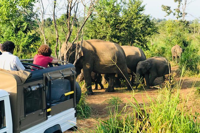 Minneriya National Park Half Day safari - A Detailed Look at the Minneriya Half Day Safari Experience