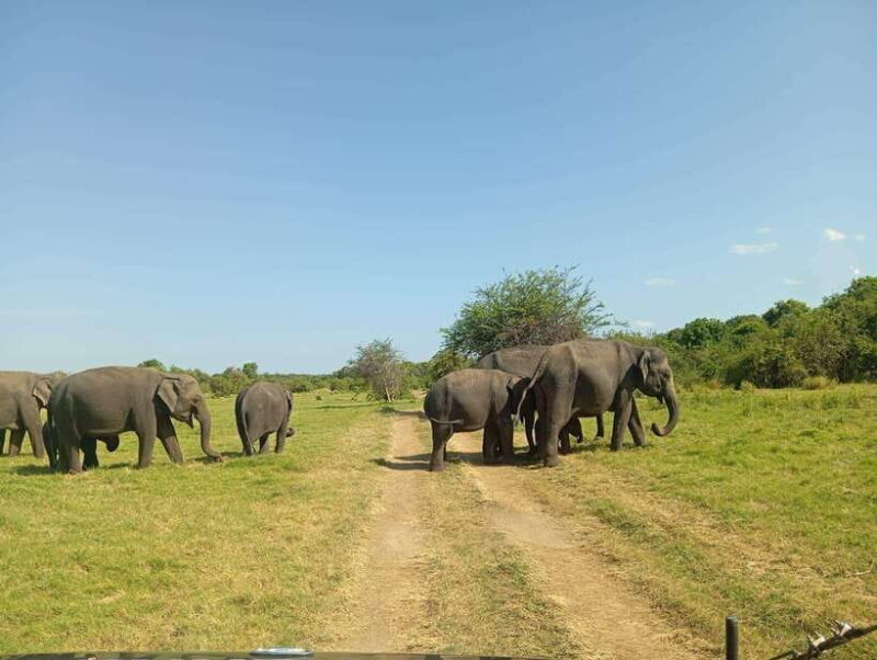 Minneriya National Park: Half-Day Safari Morning or Evening - Minneriya National Park: Half-Day Safari Morning or Evening