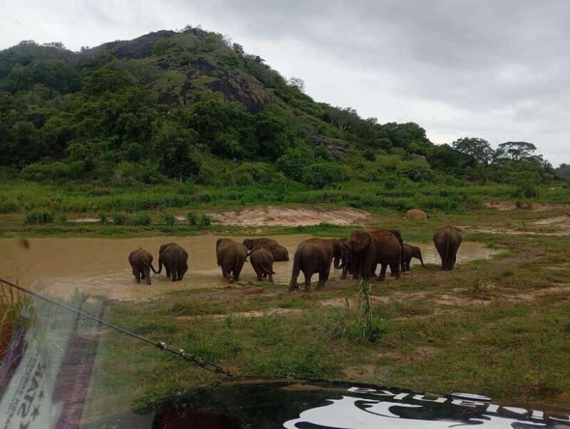 Minneriya National Park: Half-Day Safari Morning or Evening - Key Points