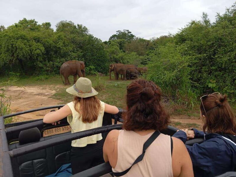 Minneriya National Park: Half-Day Safari Morning or Evening - The Sum Up