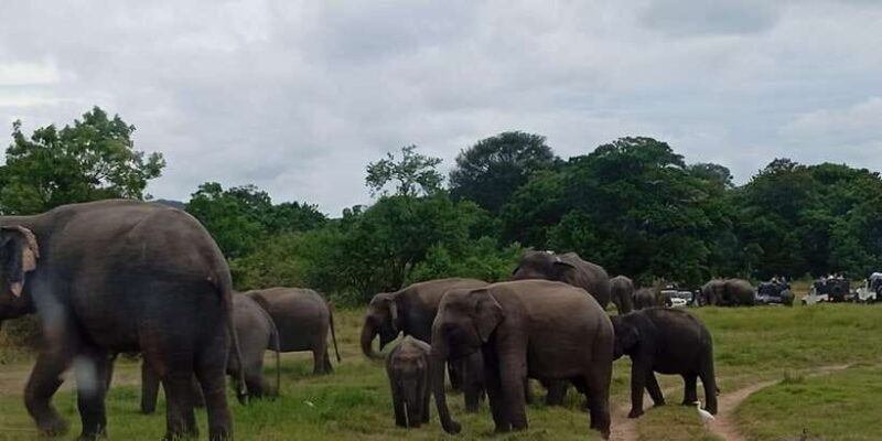 Minneriya: National Park Jeep Safari from Sigiriya/Dambulla - Key Points