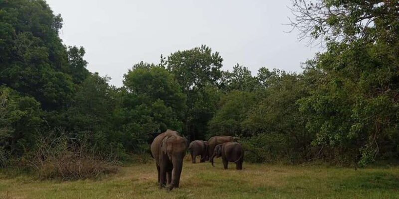 Minneriya: National Park Jeep Safari from Sigiriya/Dambulla - Why This Tour Offers Genuine Value