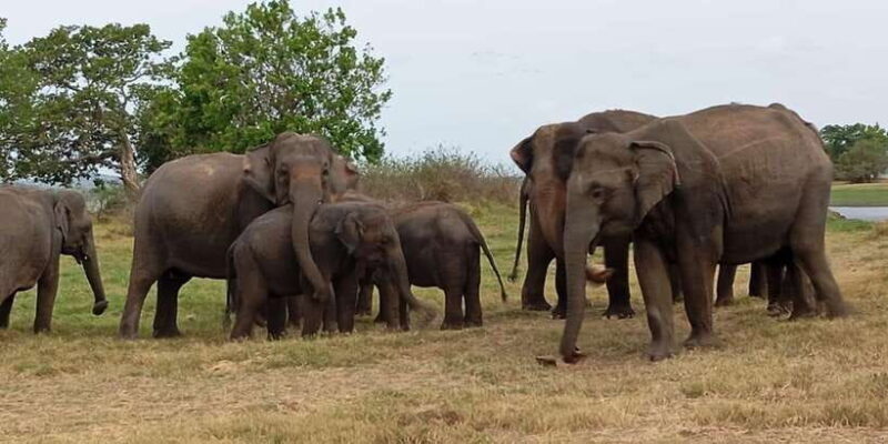 Minneriya: National Park Jeep Safari from Sigiriya/Dambulla - Who Should Book This Tour?