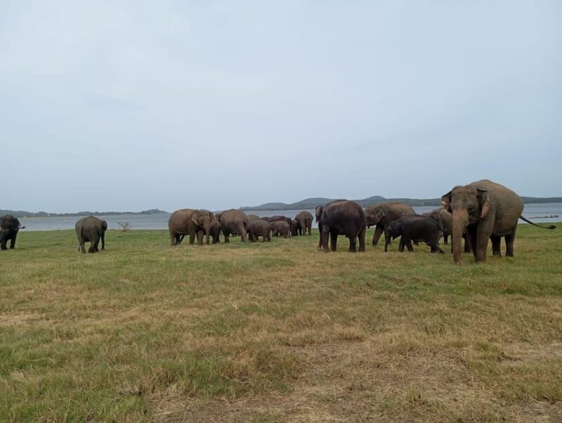Minneriya: National Park Jeep Safari from Sigiriya/Dambulla - Frequently Asked Questions