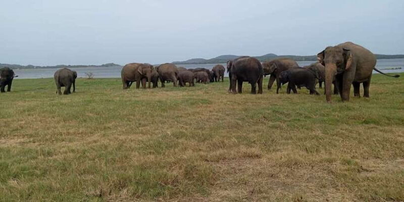 Minneriya: National Park Jeep Safari from Sigiriya/Dambulla - Final Words