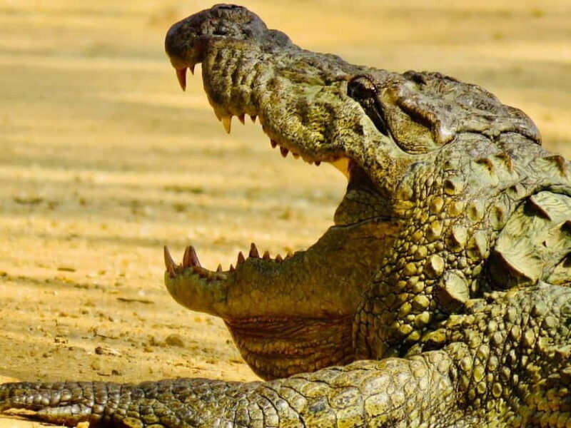 Minneriya National Park: Private 4X4 Safari From Trincomale - Key Points