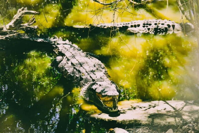 Minneriya National Park: Private 4X4 Safari From Trincomale - Exploring the Tour: What to Expect from Start to Finish