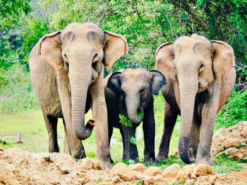 Minneriya National Park: Private 4X4 Safari From Trincomale - Practical Details & Considerations