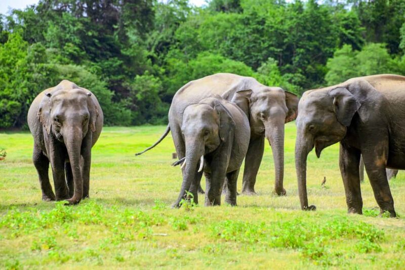 Minneriya National Park: Private Jeep Safari - All Inclusive - The Value of the Tour