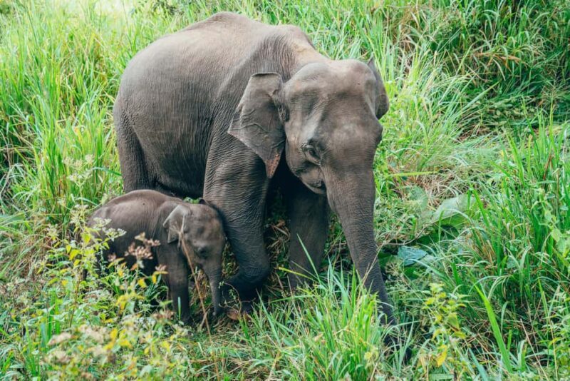 Minneriya National Park: Private Jeep Safari - All Inclusive - Who Should Consider This Tour?