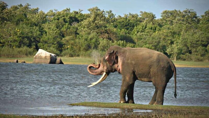 Minneriya National Park Private Jeep Safari Sri Lanka - Minneriya National Park Private Jeep Safari Sri Lanka