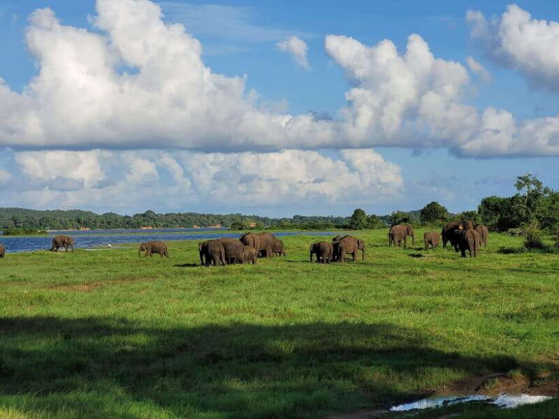 Minneriya National Park Private Jeep Safari Sri Lanka - A Thorough Breakdown of the Tour Experience