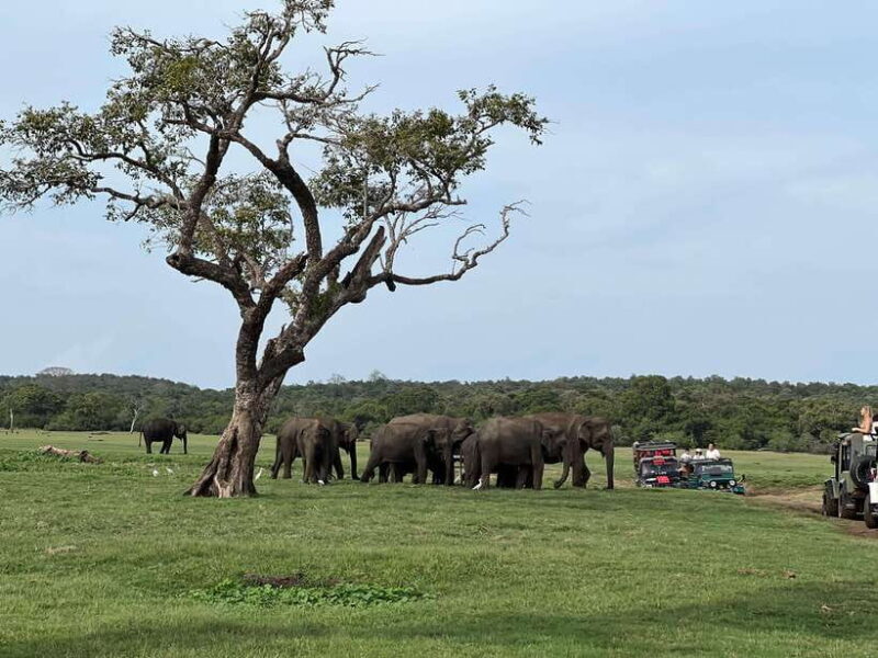 Minneriya National Park Private Jeep Safari Sri Lanka - Final Thoughts: Is This Tour Right for You?
