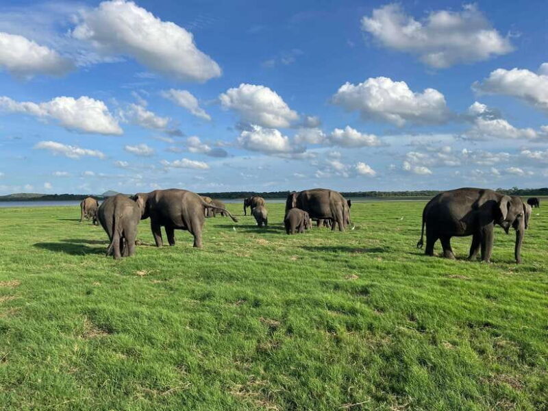 Minneriya National Park Private Jeep Safari Sri Lanka - FAQ