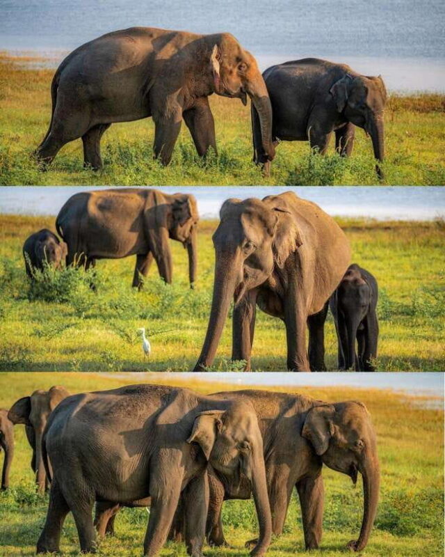 Minneriya National Park Private Luxury Elephant Safari - Key Points