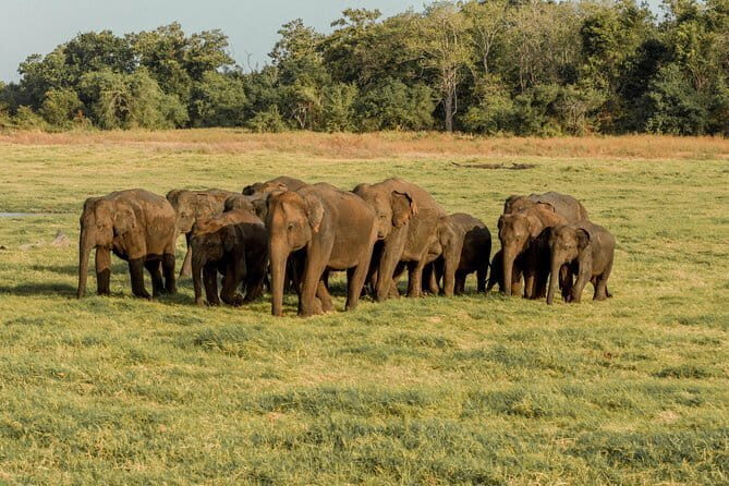 Minneriya National Park Private Safari - Key Points