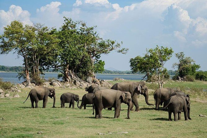 Minneriya National Park | Private Safari - Key Points