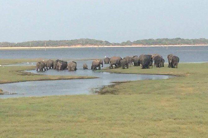 Minneriya National Park private safari - Exploring Minneriya National Park with a Private Safari