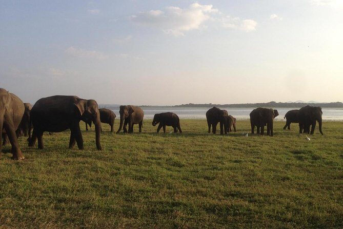Minneriya National Park private safari - The Details of Your Minneriya National Park Safari