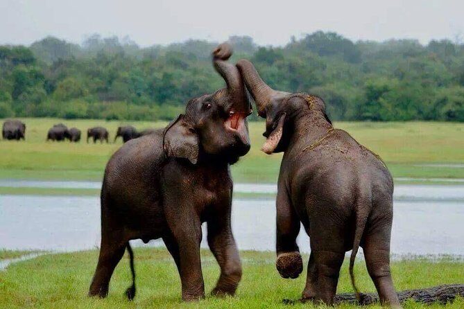 Minneriya National Park private safari - The Value of This Safari