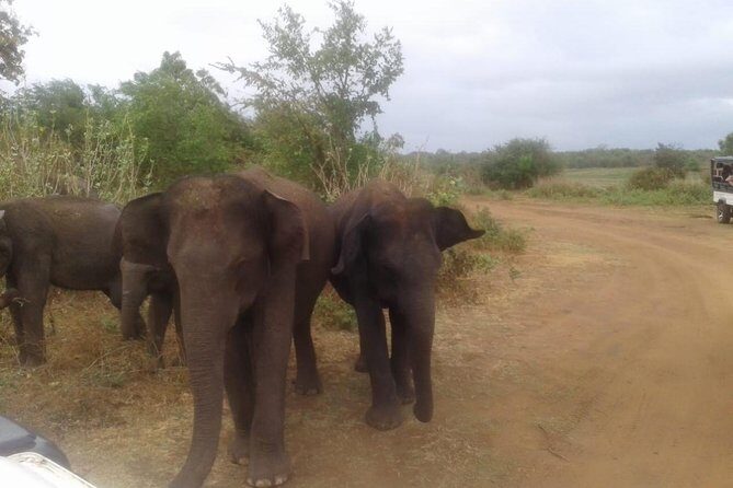 Minneriya National Park private safari - Who Will Love This Tour?