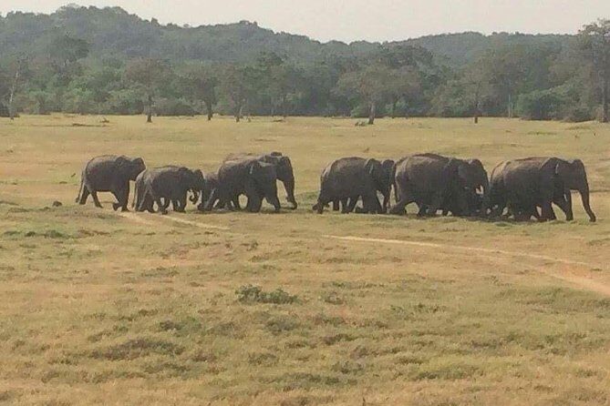 Minneriya National Park private safari - The Sum Up: Is It Worth It?