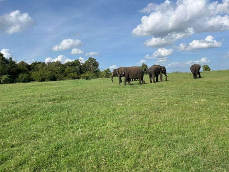 Minneriya National Park : Private Safari - Final Thoughts