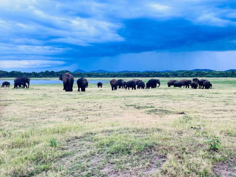 Minneriya National Park : Private Safari - FAQs