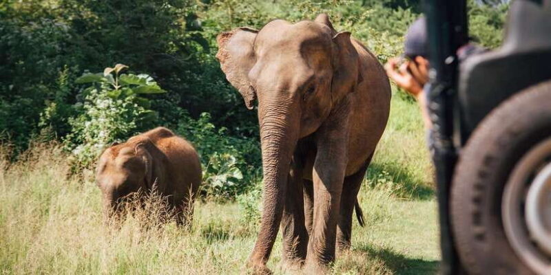 Minneriya National Park Safari by a 4x4 - Who Will Enjoy This Safari?