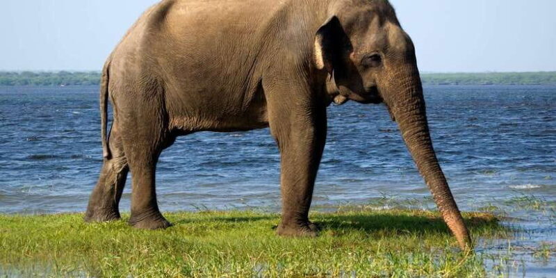 Minneriya National Park Safari by a 4x4 - FAQ