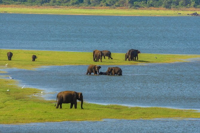 Minneriya National Park Safari from Habarana - Key Points