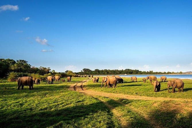 Minneriya National Park Safari from Habarana - A Closer Look at the Safari Itinerary