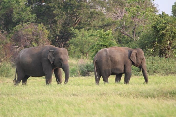 Minneriya National Park Safari from Habarana - The Sum Up