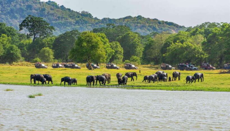 Minneriya National Park Safari from Sigiriya (Private Group) - Who Will Love This Tour?