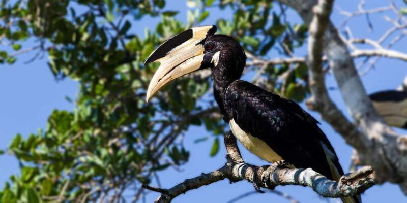 Minneriya National Park Safari in a 4x4 - The Sum Up: Is This Tour Worth It?