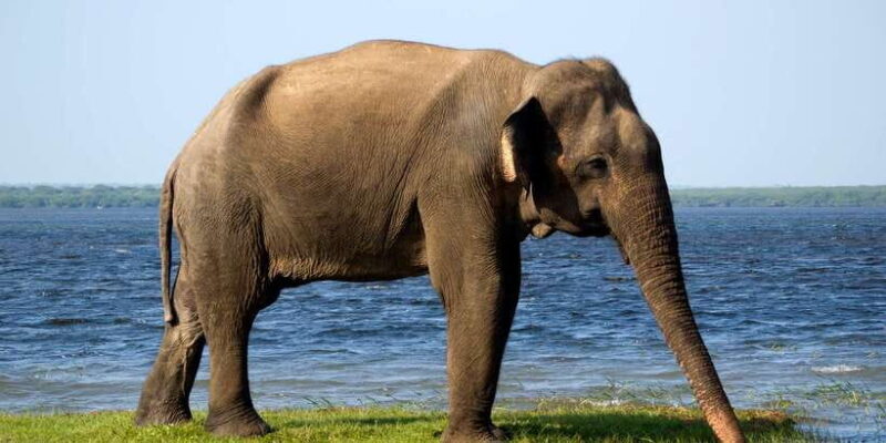 Minneriya National Park Safari in a 4x4 Vehicle - Final Thoughts: Who Will Love This Tour?