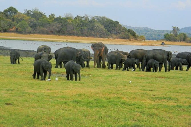 Minneriya National Park Safari | Jeep with Tickets - A Close-Up Look at Sri Lanka’s Famous Elephant Gathering